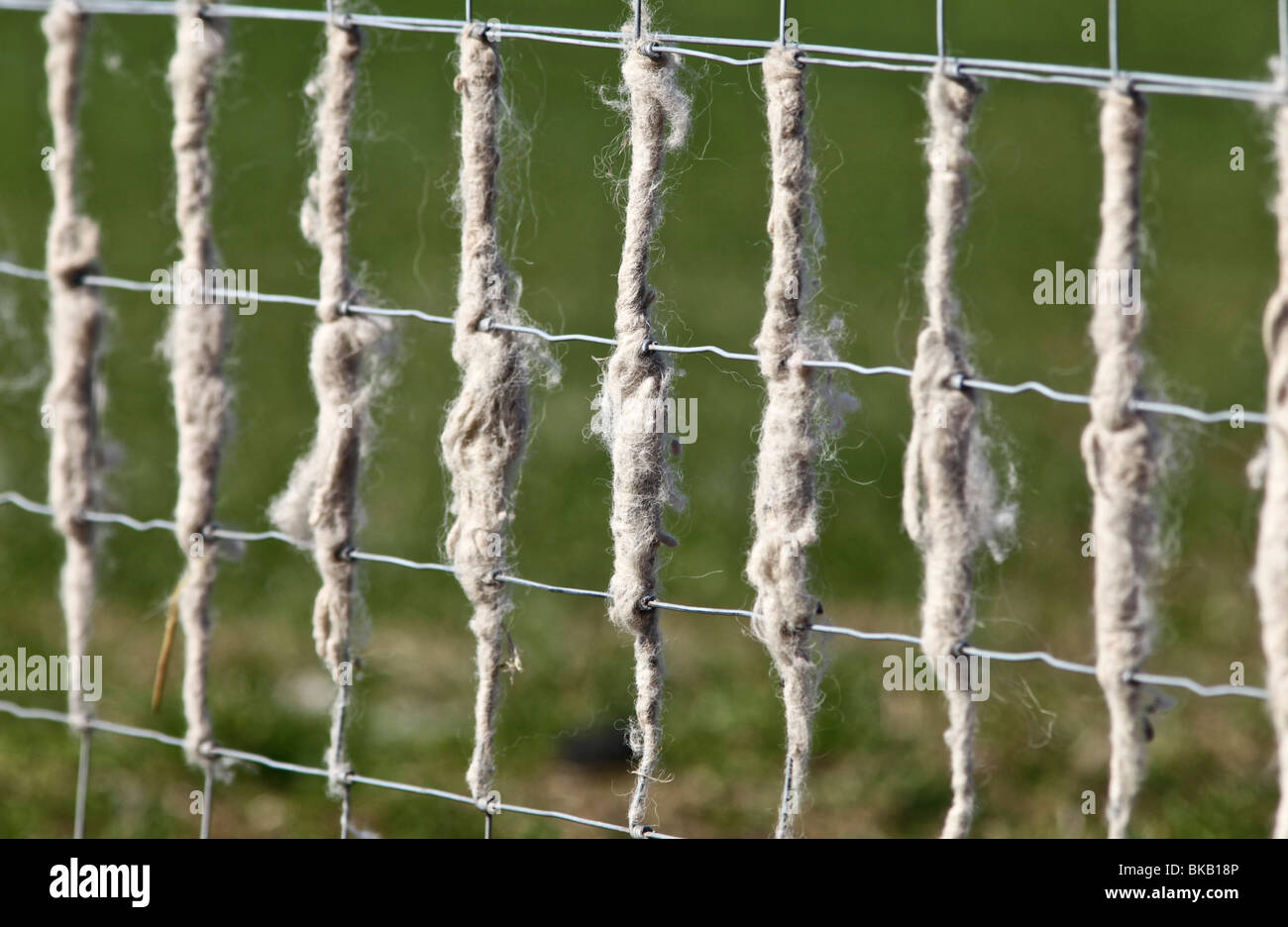 La lana di pecora raccolte sul link scherma Foto Stock