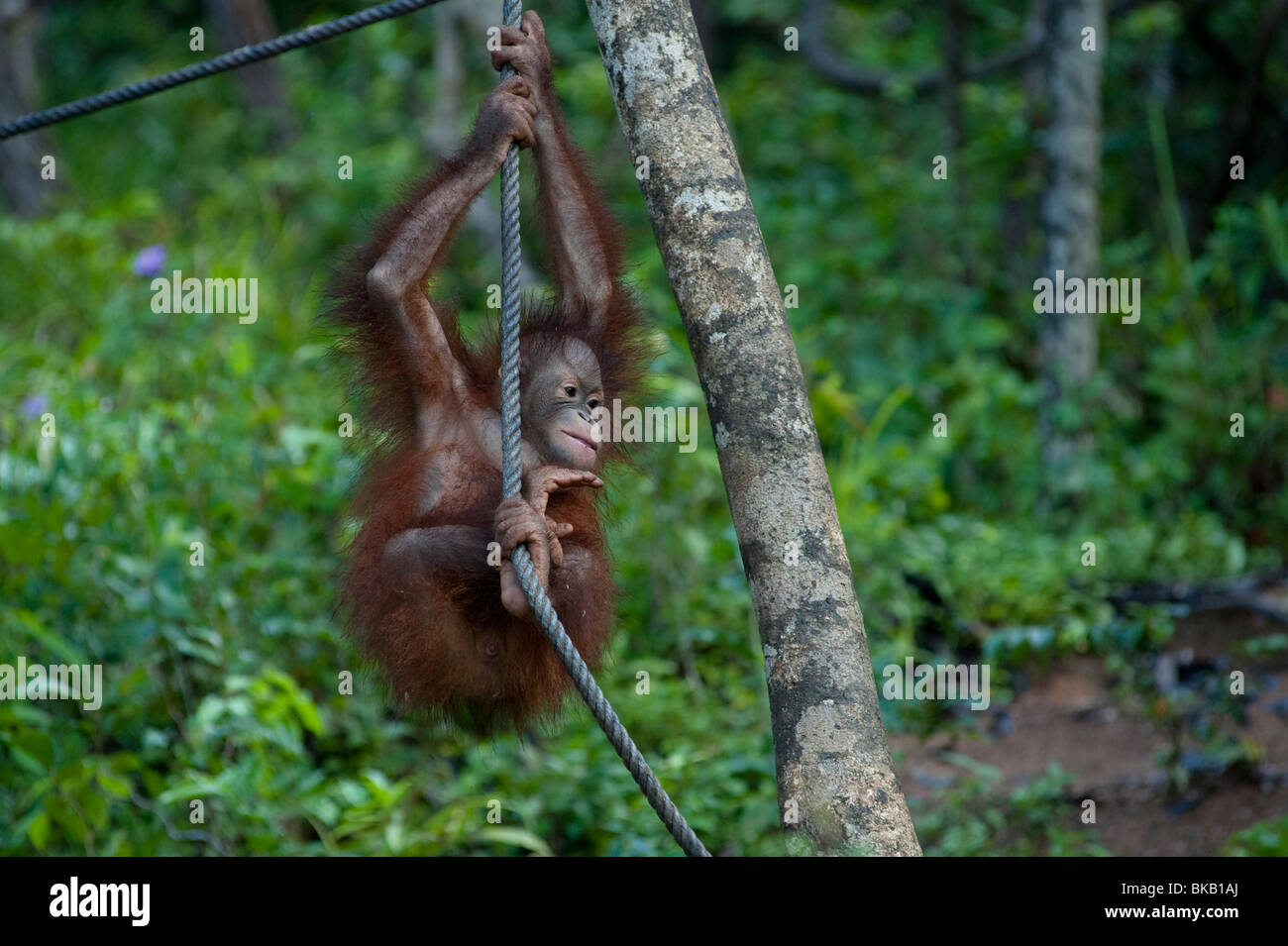 Un bambino degli Oranghi, pongo pygmaeus, giocando, Riserva Naturale, Shangri-La Rasa Ria, Sabah, Malaysia Foto Stock