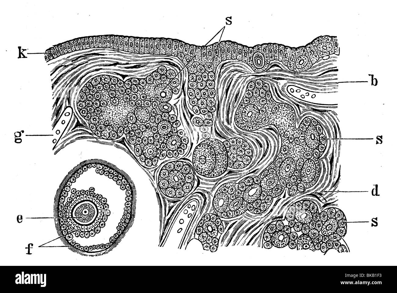 Tessuto dell'ovaia Foto Stock
