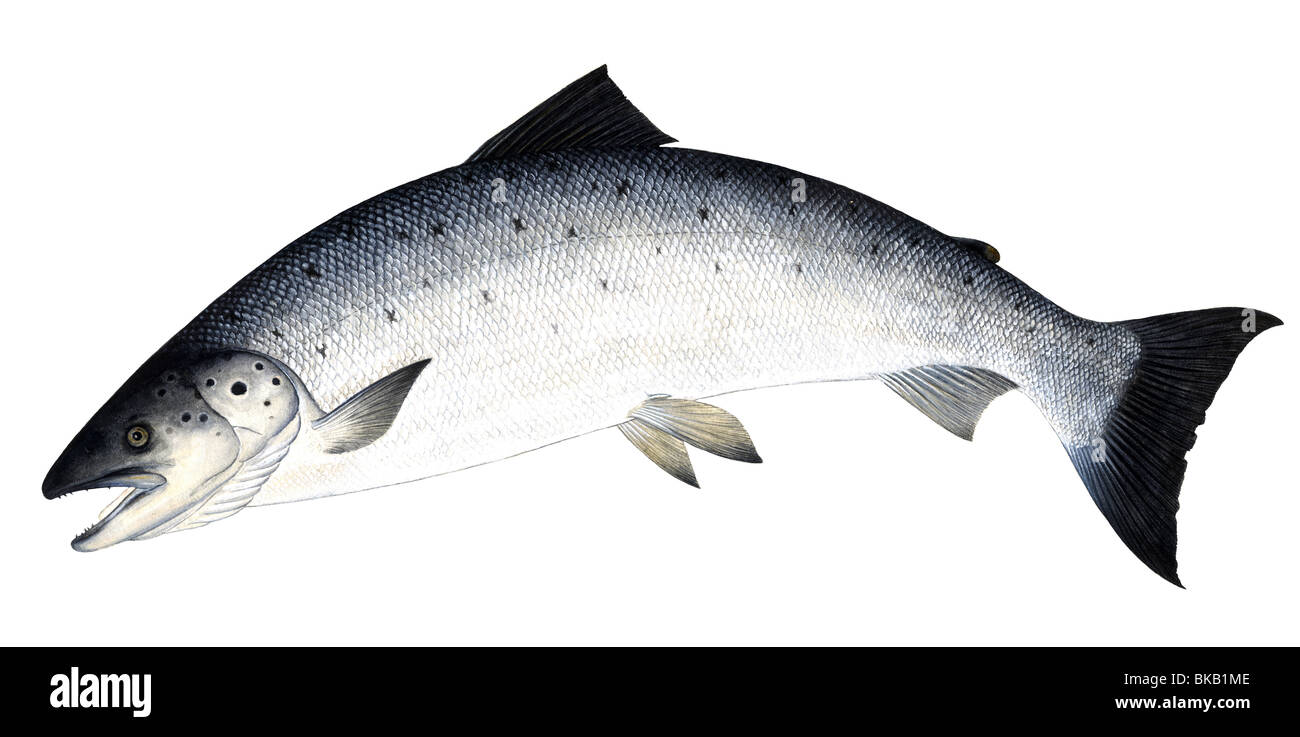 Saltando il salmone atlantico (Salmo salar), disegno. Foto Stock