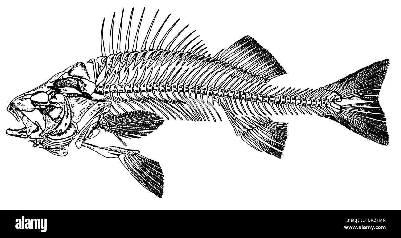 Unione pesce persico, comune Pesce persico (Perca fluviatilis), disegno di scheletro. Foto Stock Unione pesce persico, comune Pesce persico (Perca fluviatilis), disegno di scheletro. Foto Stock