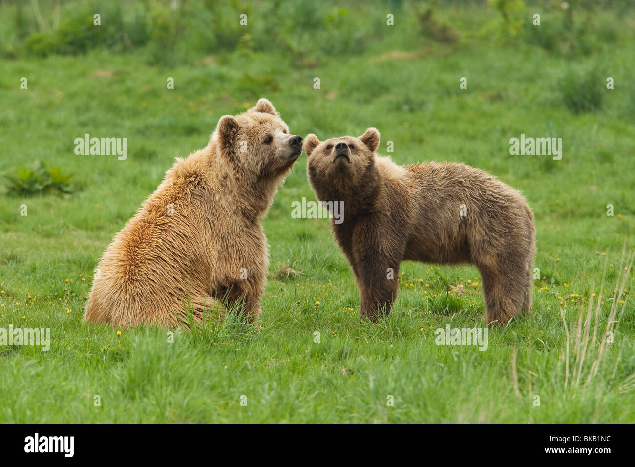 Unione l'orso bruno (Ursus arctos). Femmina con i giovani su un prato. Foto Stock