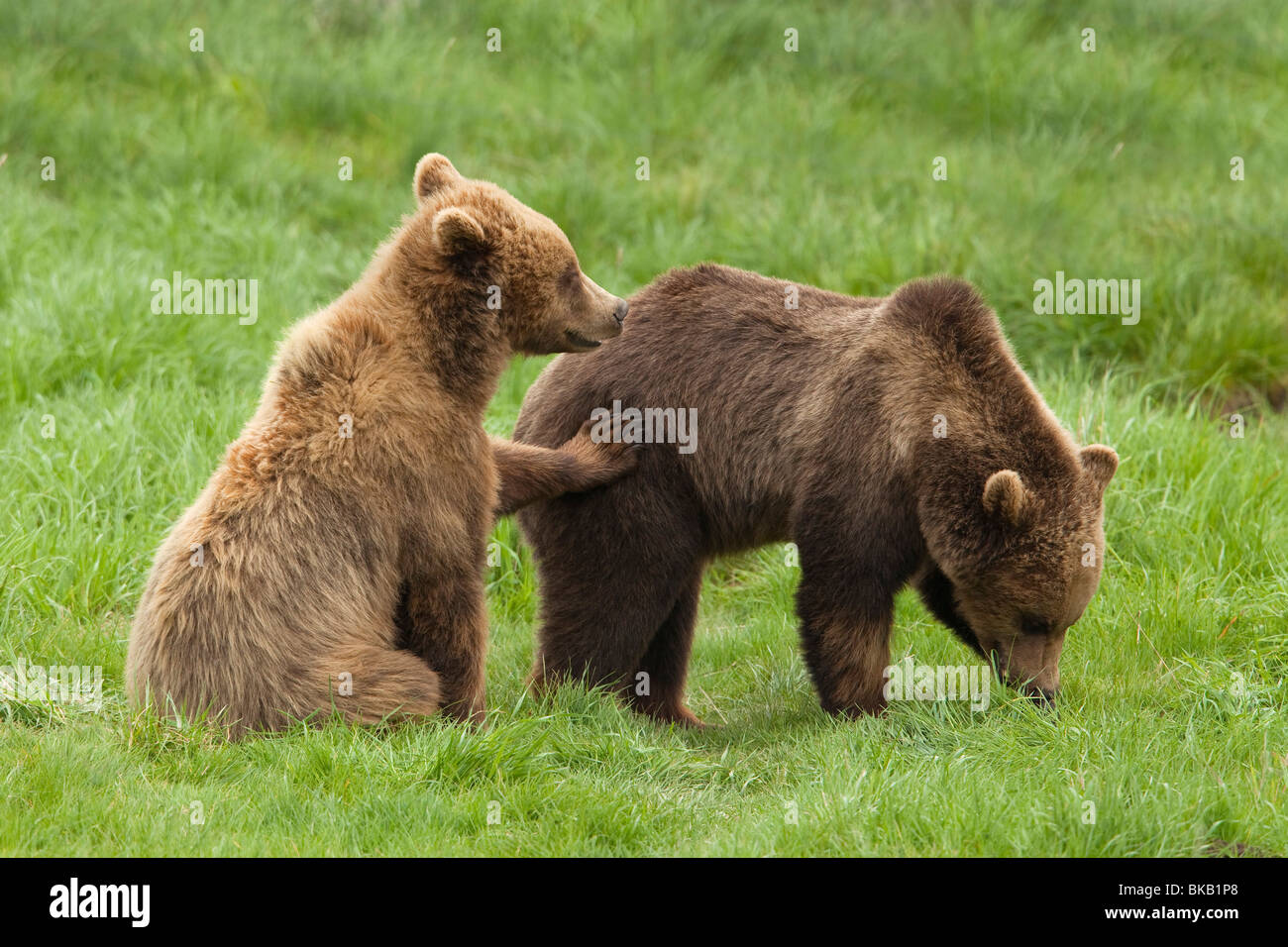 Unione l'orso bruno (Ursus arctos). Due giovani giocando su un prato. Foto Stock