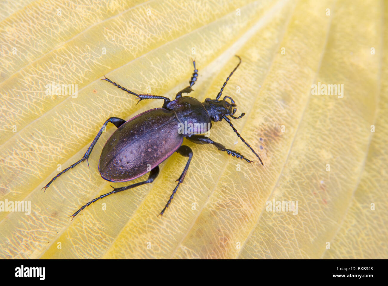 Carabus hortensis Beetle su una foglia di insetti coleotteri Foto Stock