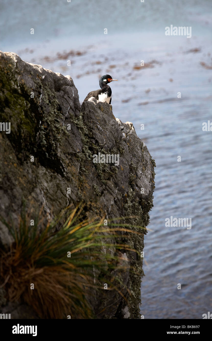 Un cormorano, shag, su uno sperone di roccia sopra Gypsy Cove in Oriente Falklands Foto Stock