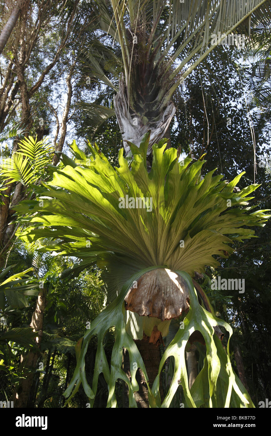 Elkhorn Felce, Staghorn Fern (Platycerium bifurcatum) che cresce su un palmare Palm. Foto Stock