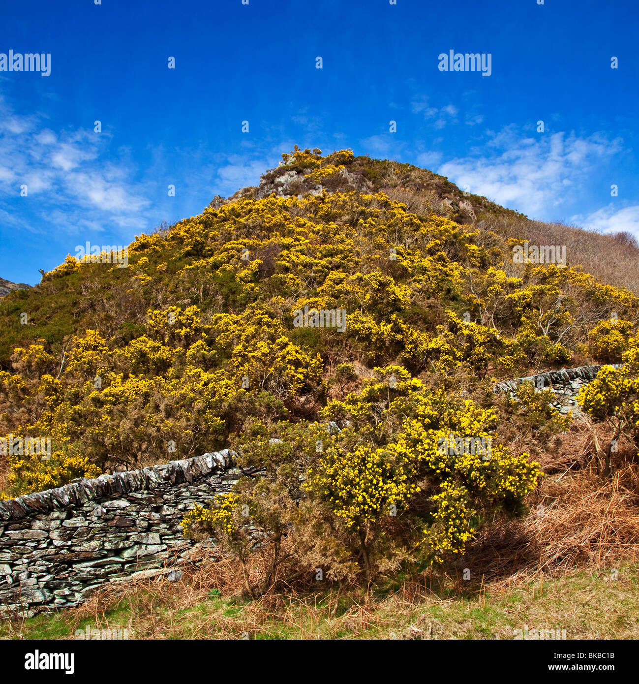 Gorse Foto Stock