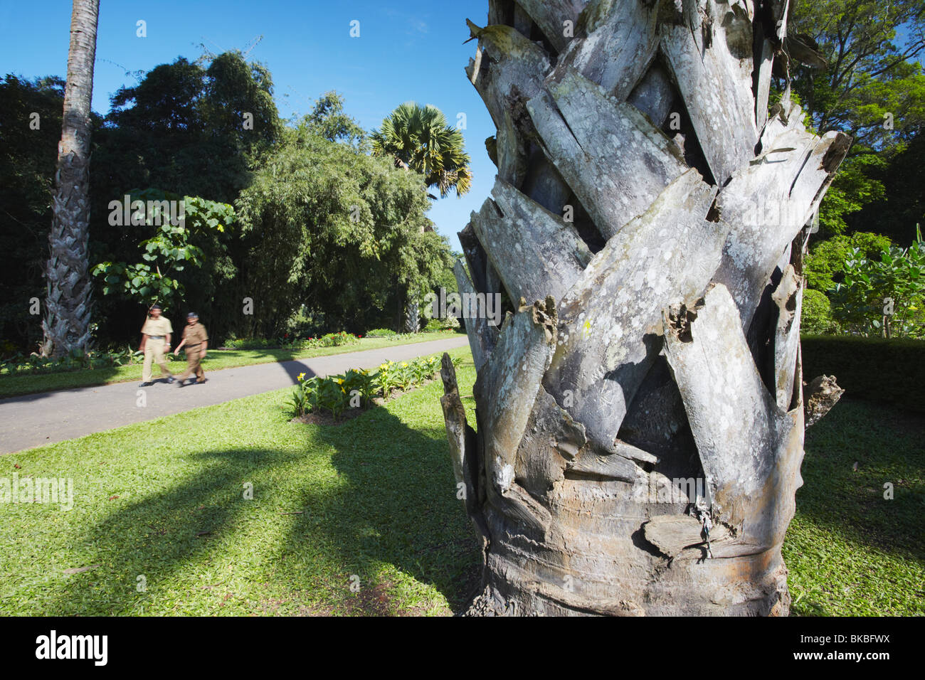 Talipot Palm tree in Peradeniya Botanic Gardens, Kandy, Sri Lanka Foto Stock