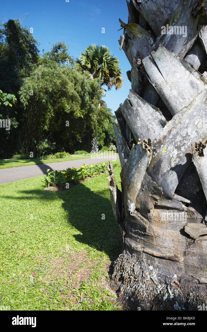 Talipot Palm tree in Peradeniya Botanic Gardens, Kandy, Sri Lanka Foto Stock