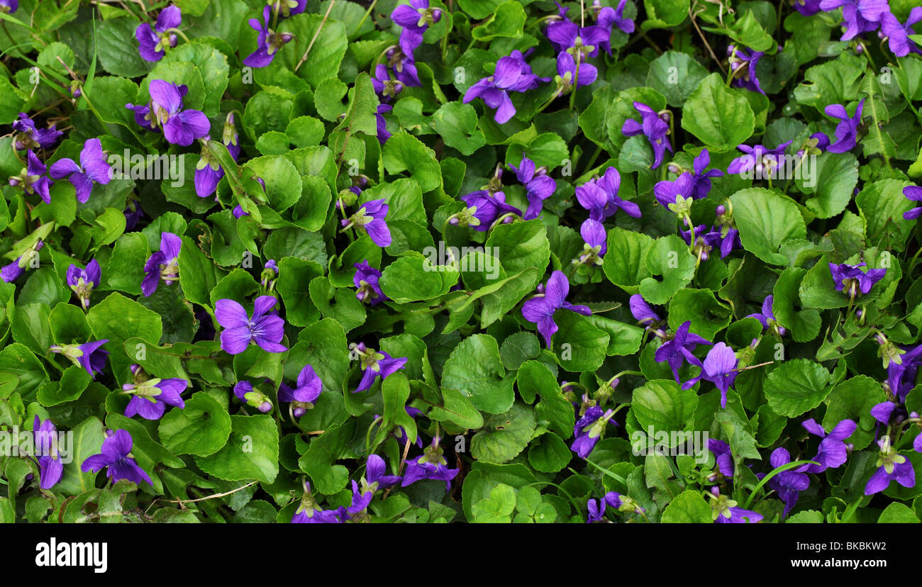 Fiori Viola Viola odorata close up Foto Stock