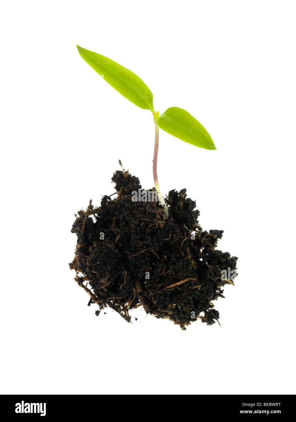 Pianta di germinazione Foto Stock