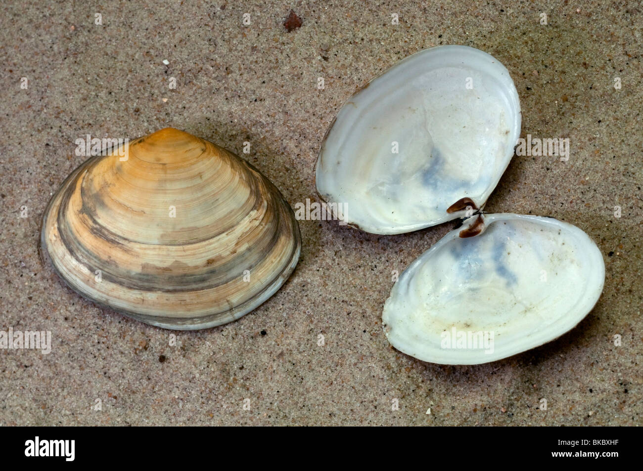 Piccante solco Clam piccante solco Shell (Scrobicularia plana), conchiglie sulla sabbia. Foto Stock