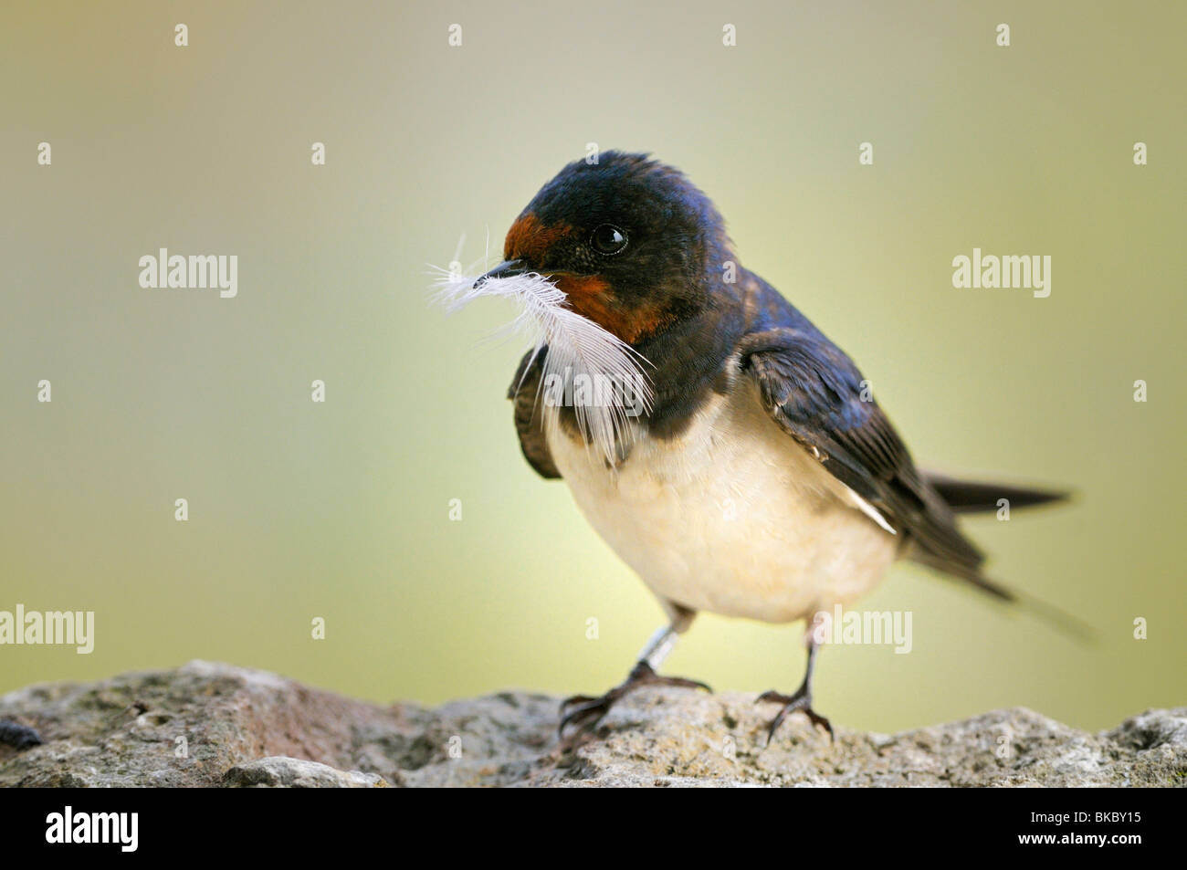 Barn Swallow (Hirundo rustica). Adulto con un piccolo giù nel suo becco, per essere utilizzato per la nidificazione. Foto Stock