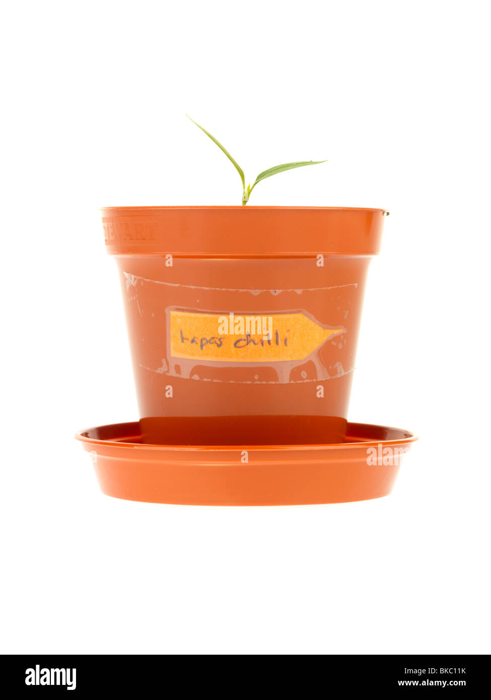 Pianta di germinazione Foto Stock