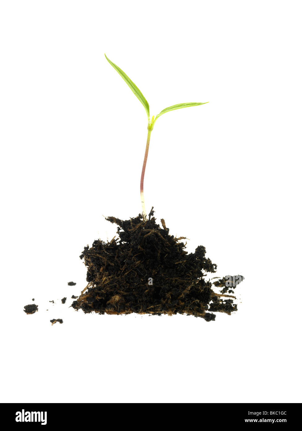Pianta di germinazione Foto Stock