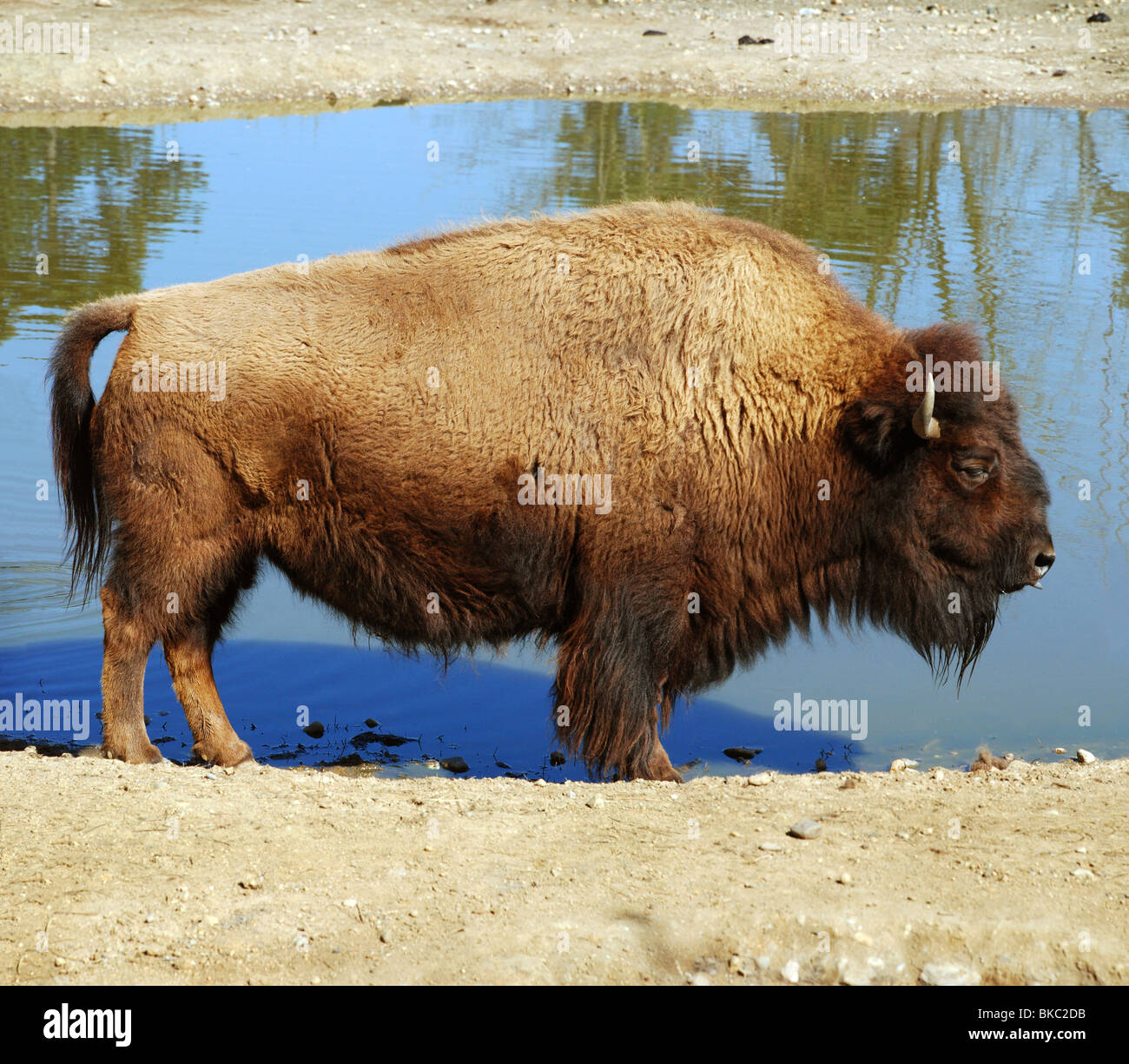 Bufalo americano - Bison bison Foto Stock