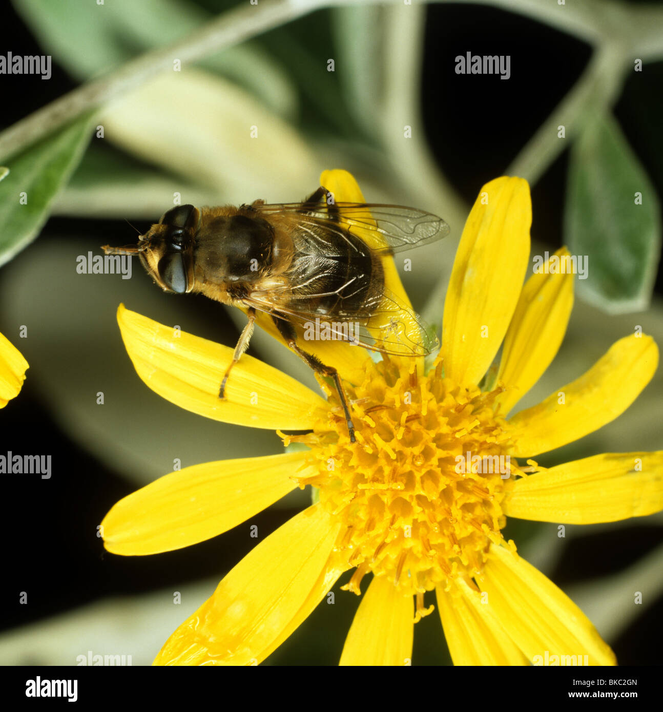 Drone fly (Eristalis tenax) adulto su un giallo fiore Compositae Foto Stock