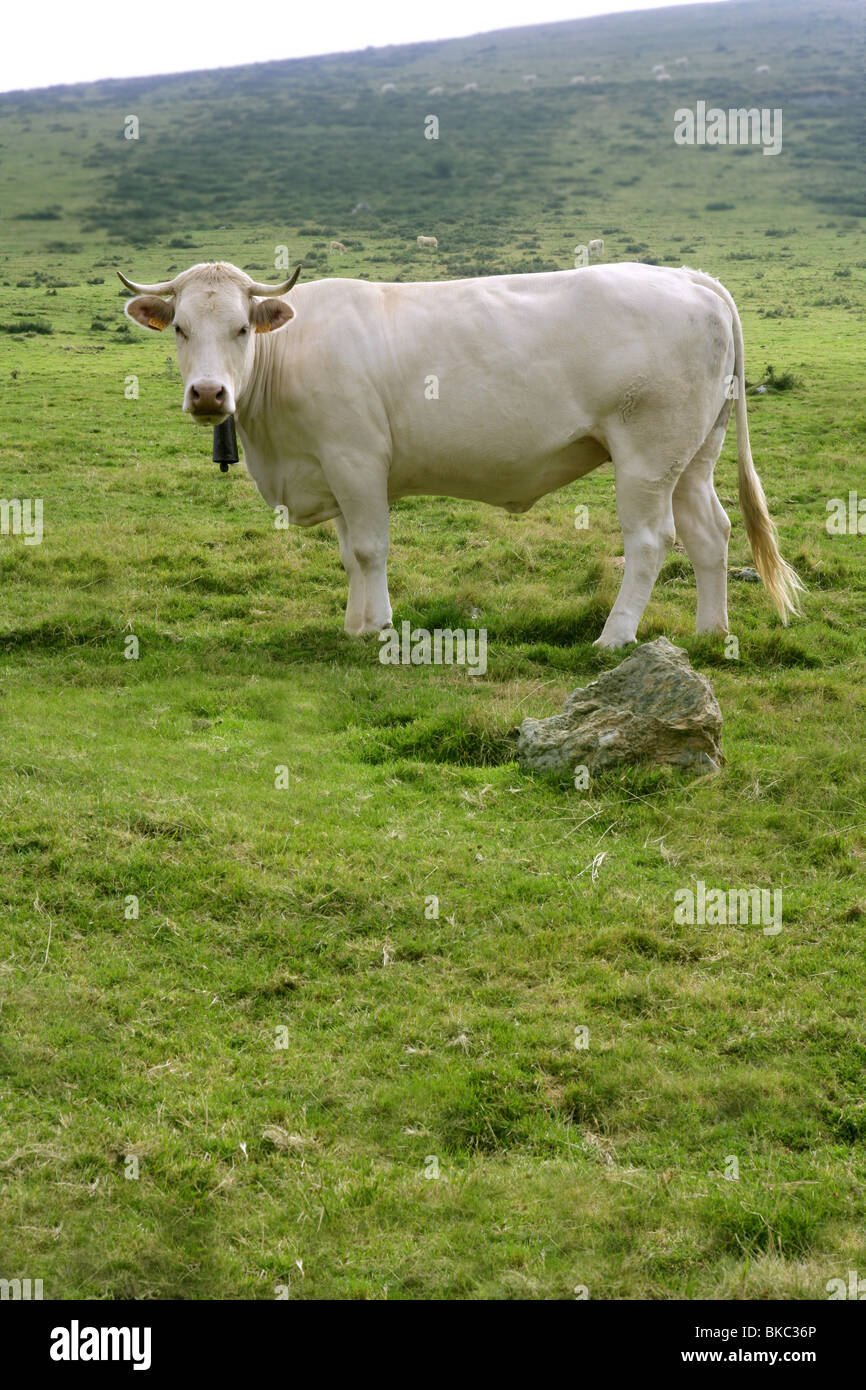 Il beige Vacche Bovini mangiare sull'erba verde prato otudoor Foto Stock