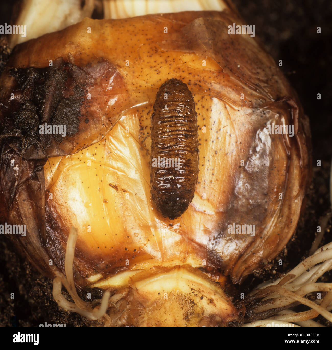 Grande narciso fly (Merodon equestris) larva e bulbo di narciso Foto Stock