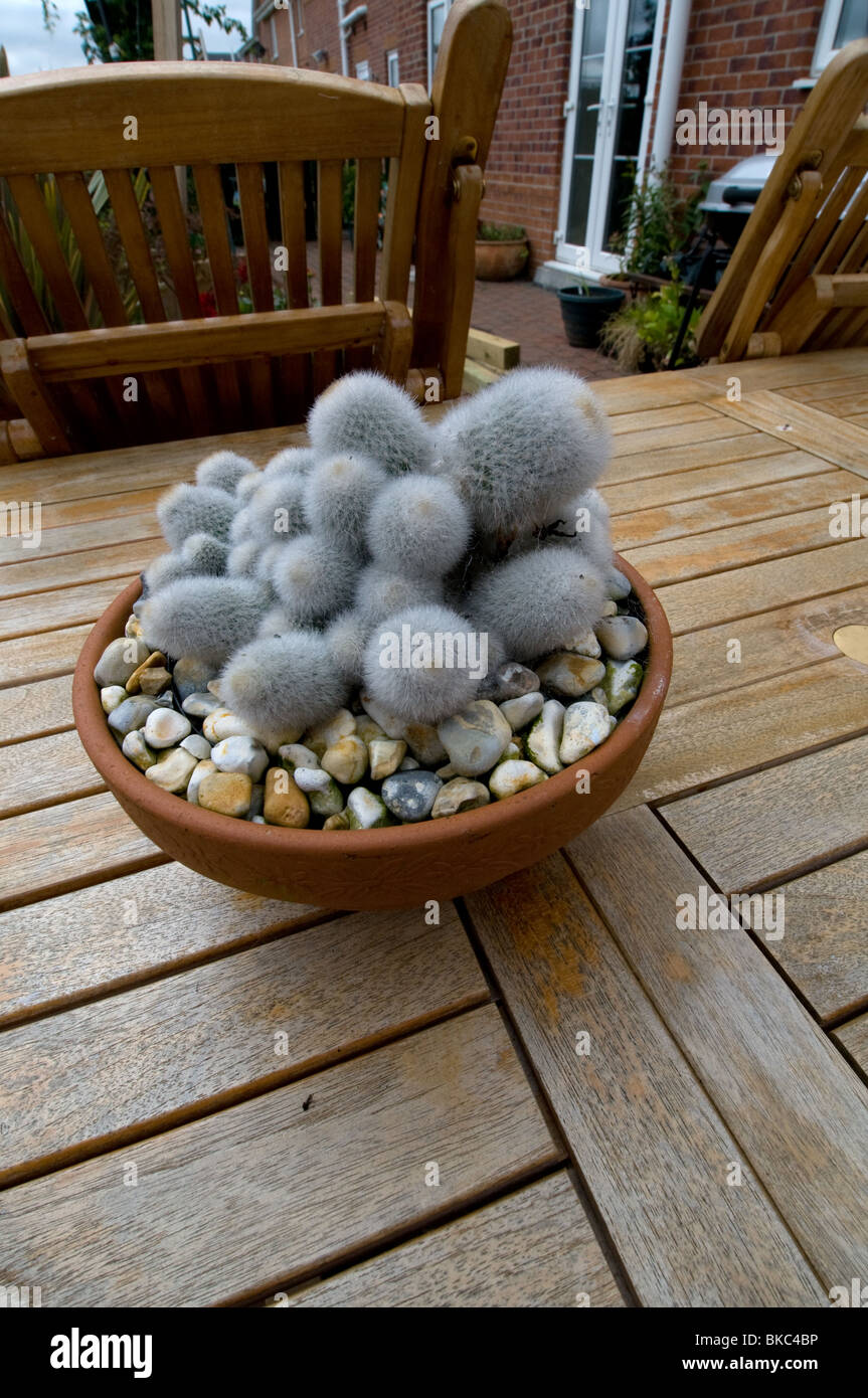 Cactus in vaso di terracotta sul tavolo da giardino Foto Stock