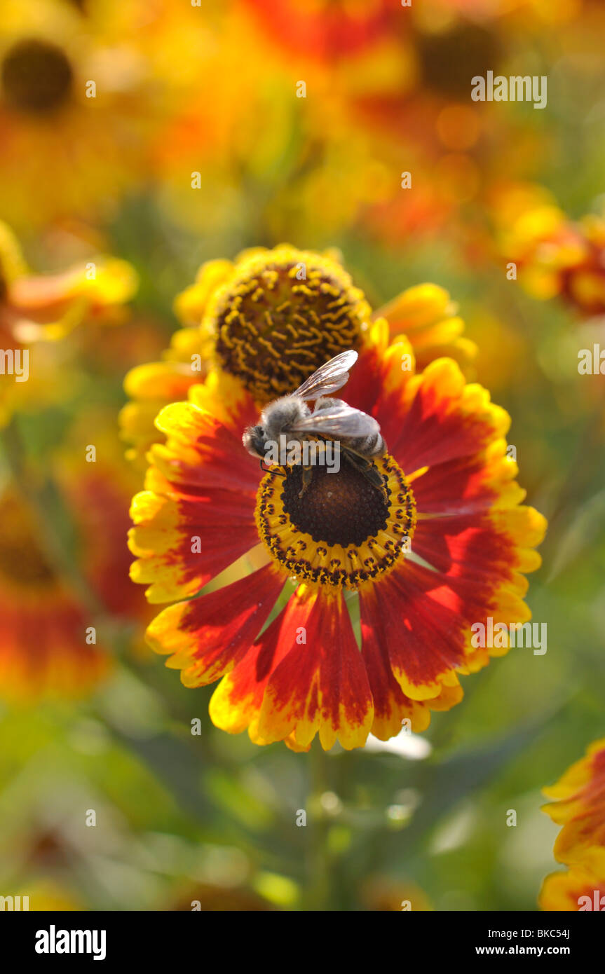 Sneezeweed (helenium) biedermeier Foto Stock