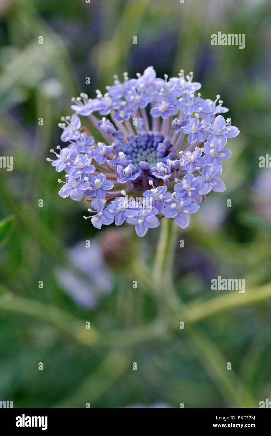 Pizzo blu fiore (trachymene coerulea syn. didiscus caeruleus) Foto Stock