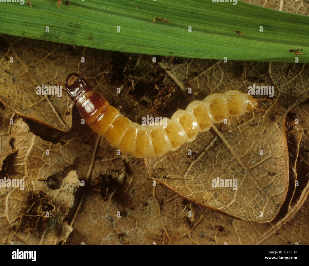 Una massa larva coleotteri carabidi) unidentified predatore di piccoli insetti Foto Stock