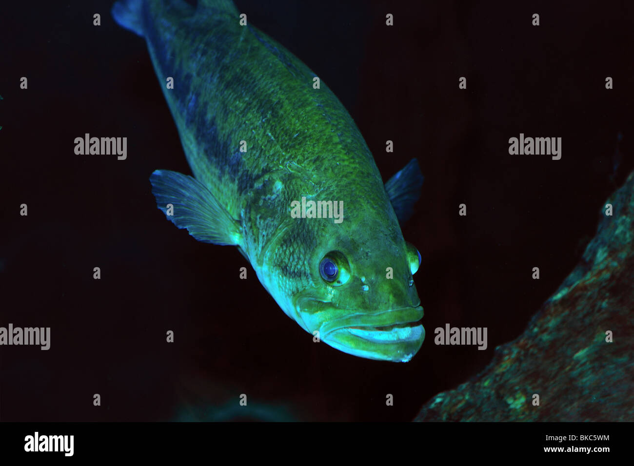 Smallmouth bass, Micropterus dolomieu, captive Foto Stock