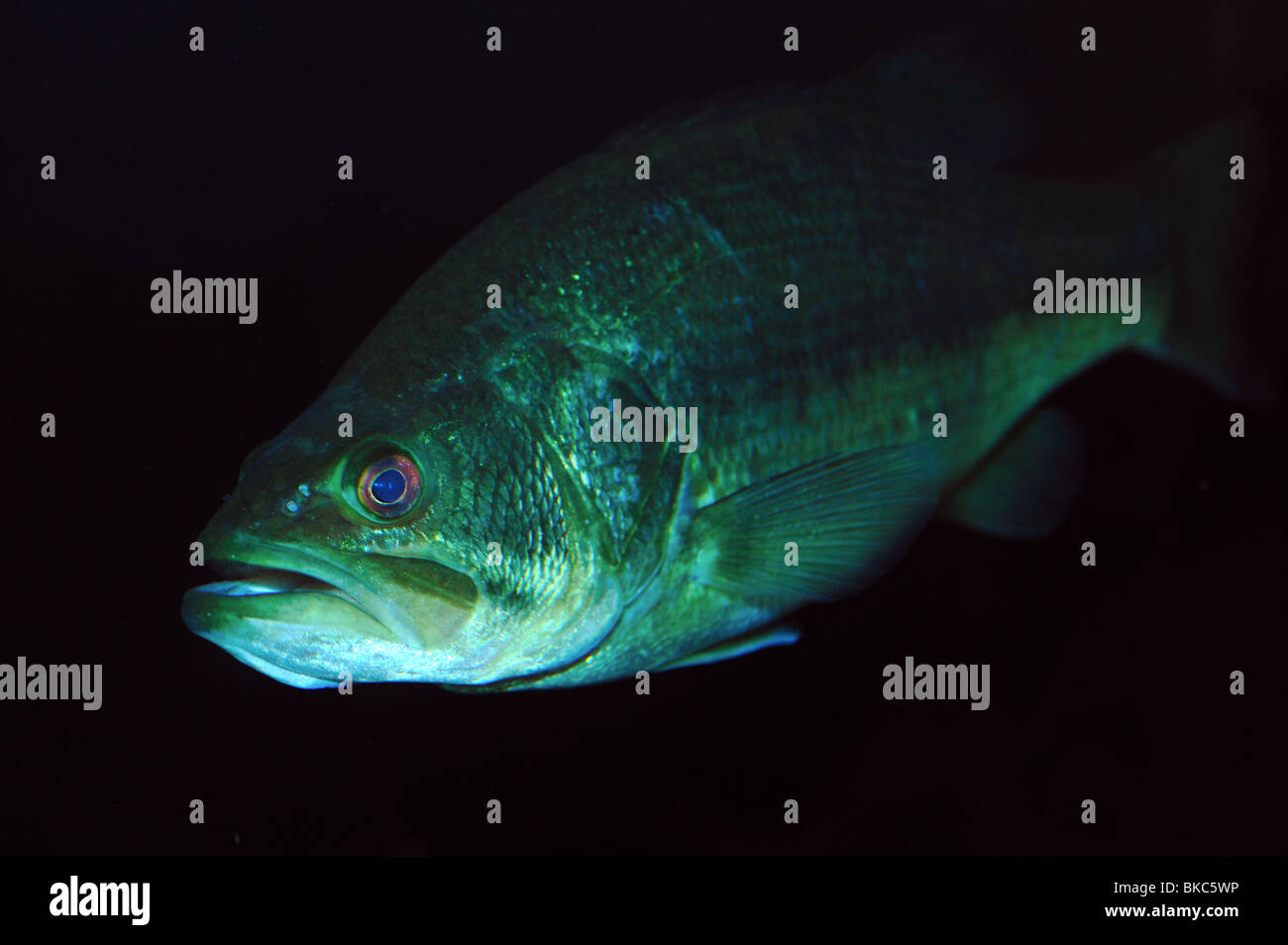 Largemouth bass, micropterus salmoides, captive Foto Stock