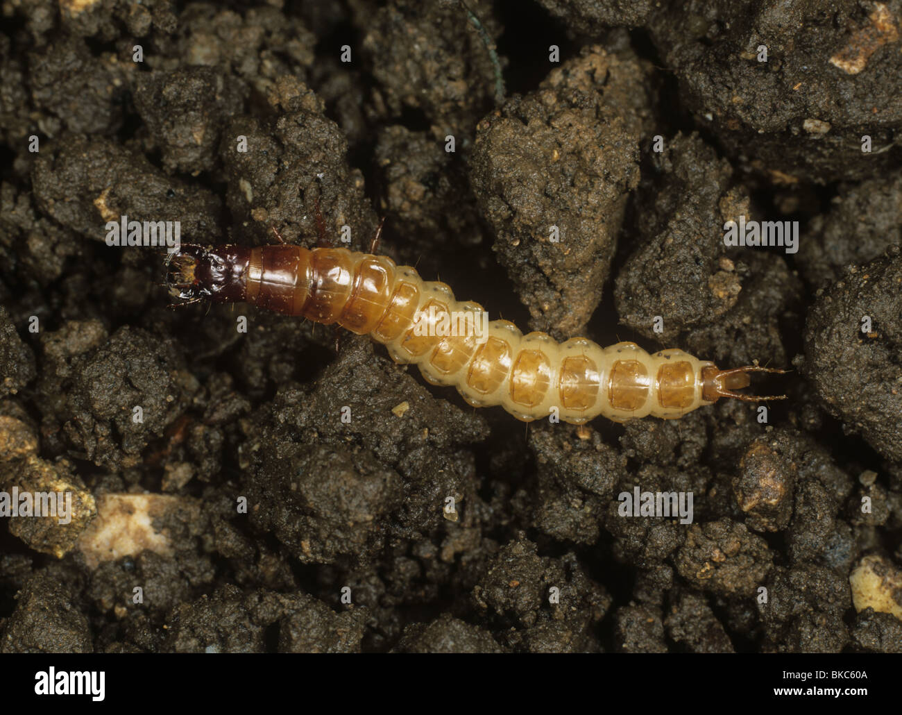 Una massa larva coleotteri carabidi) unidentified predatore di piccoli insetti Foto Stock