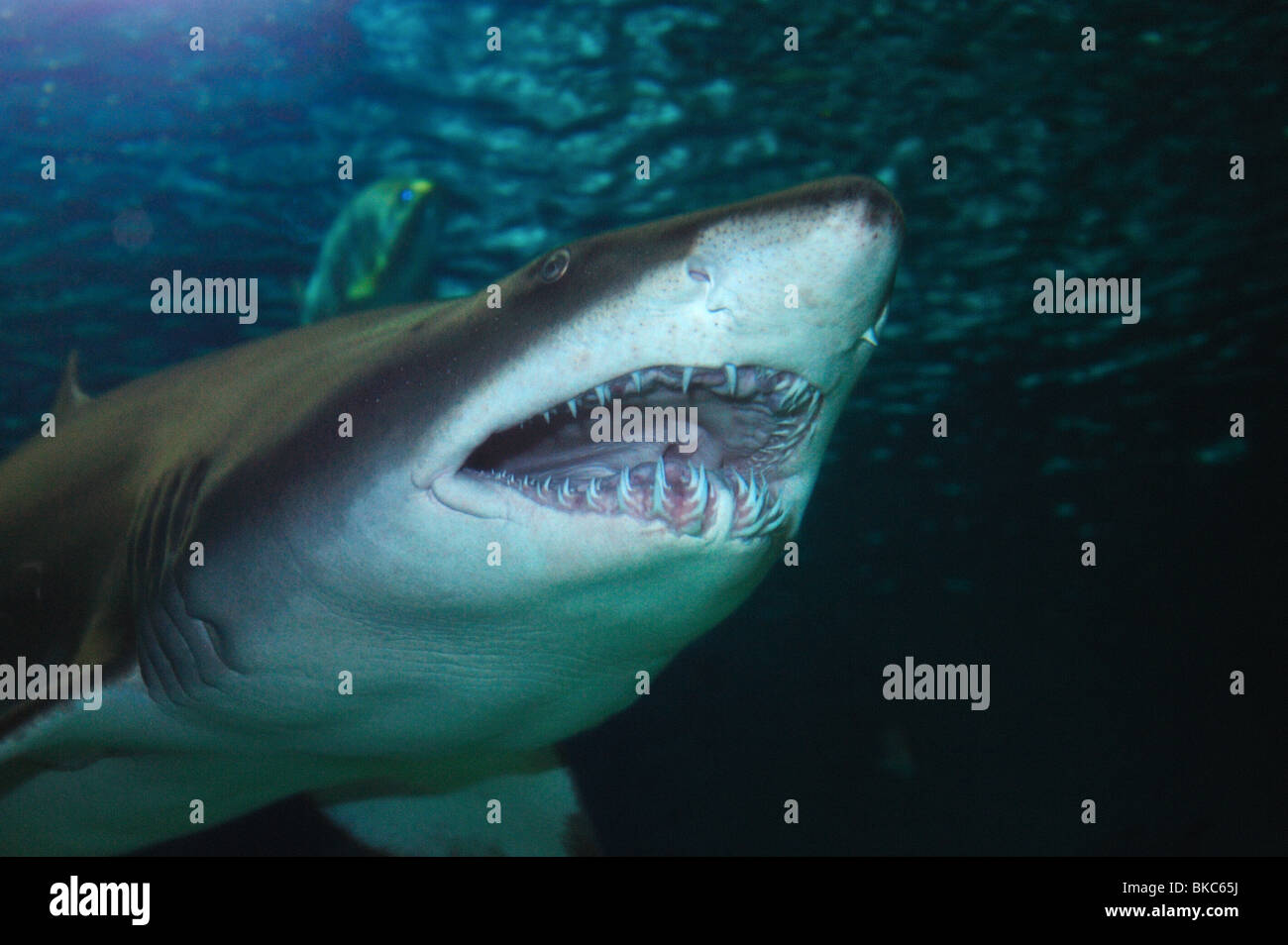 Sabbia squalo tigre, Carcharias taurus, captive Foto Stock