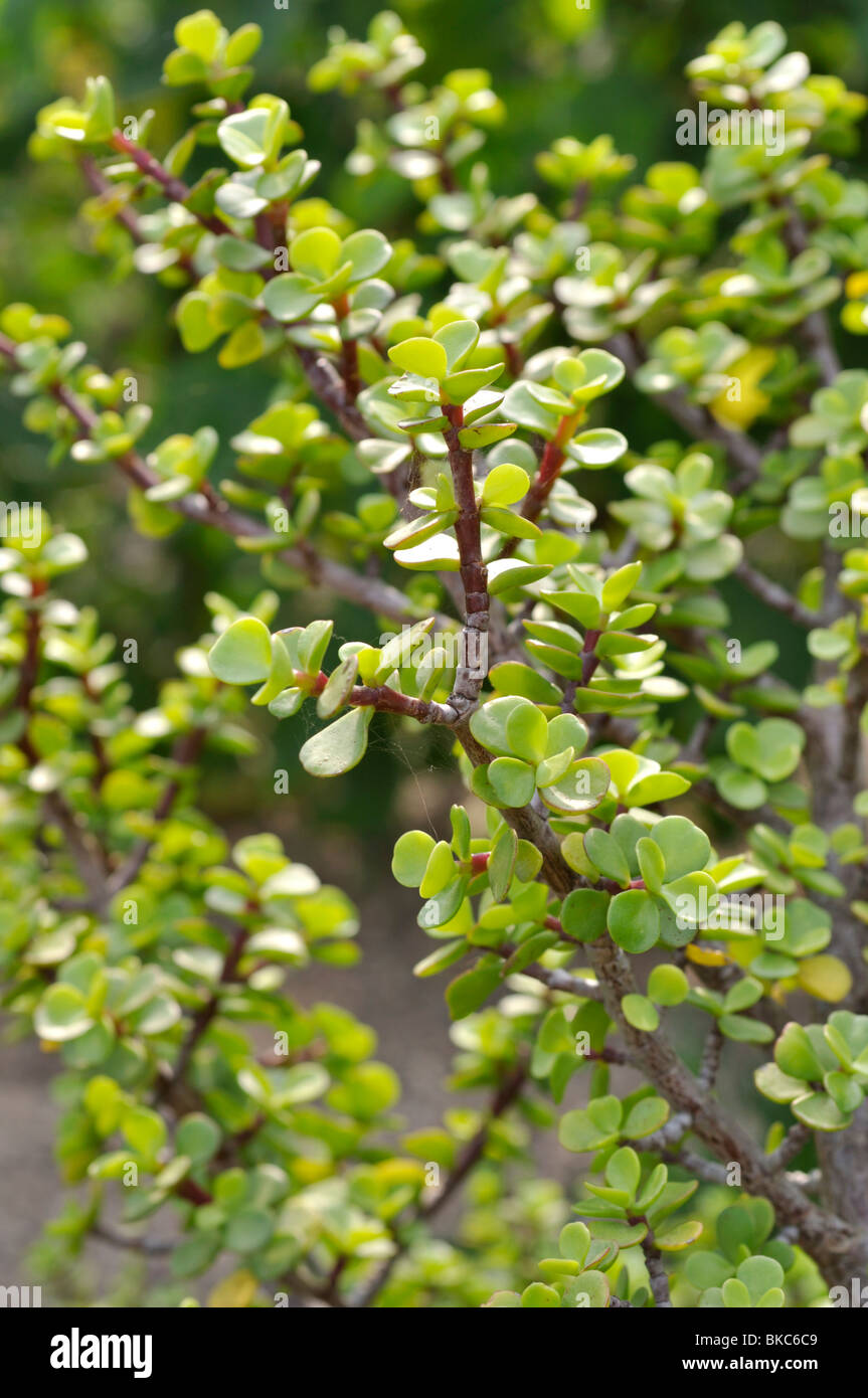 Nana impianto di giada ("Portulacaria " afra) Foto Stock