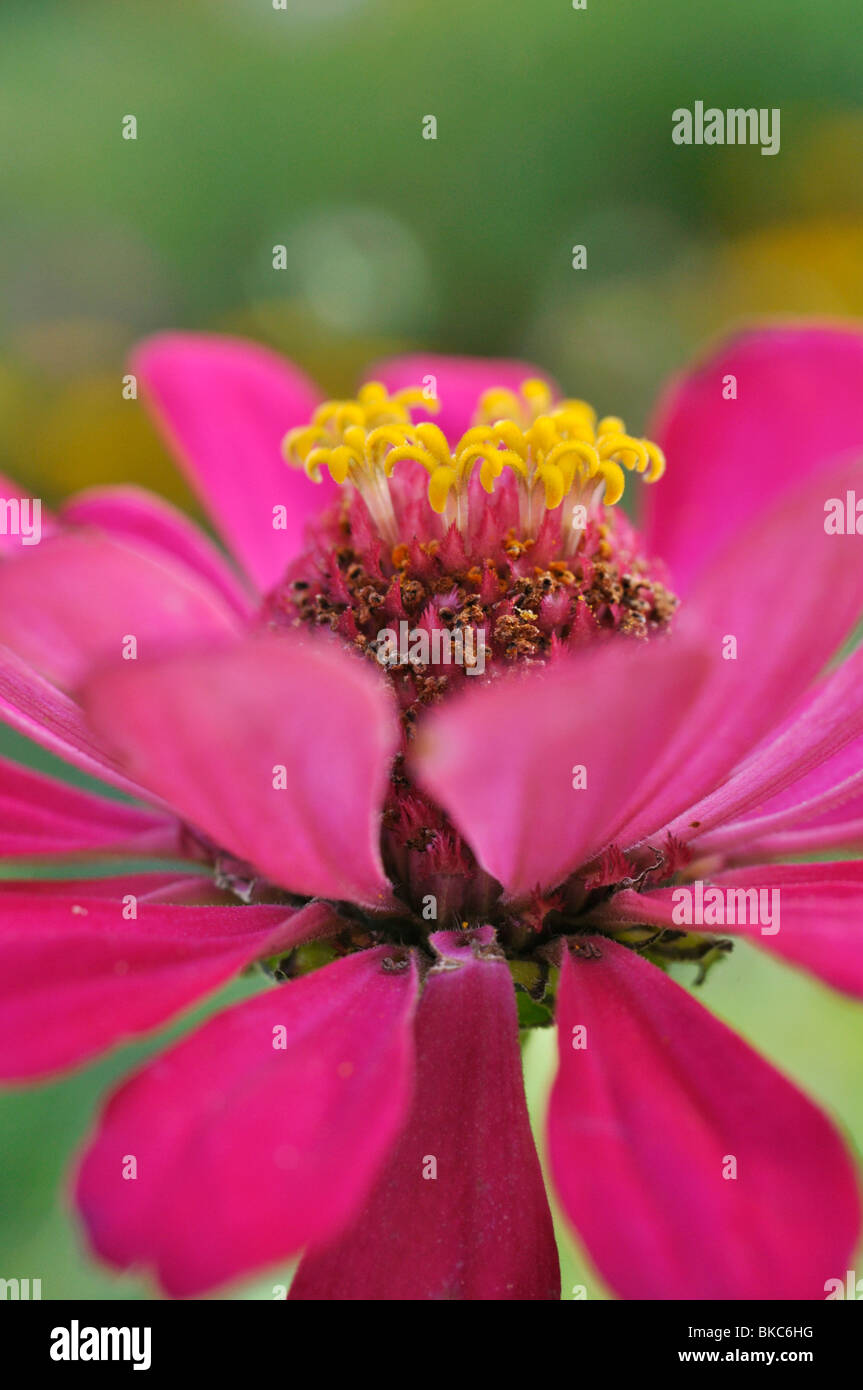 Comune (zinnia zinnia violacea syn. zinnia elegans) Foto Stock