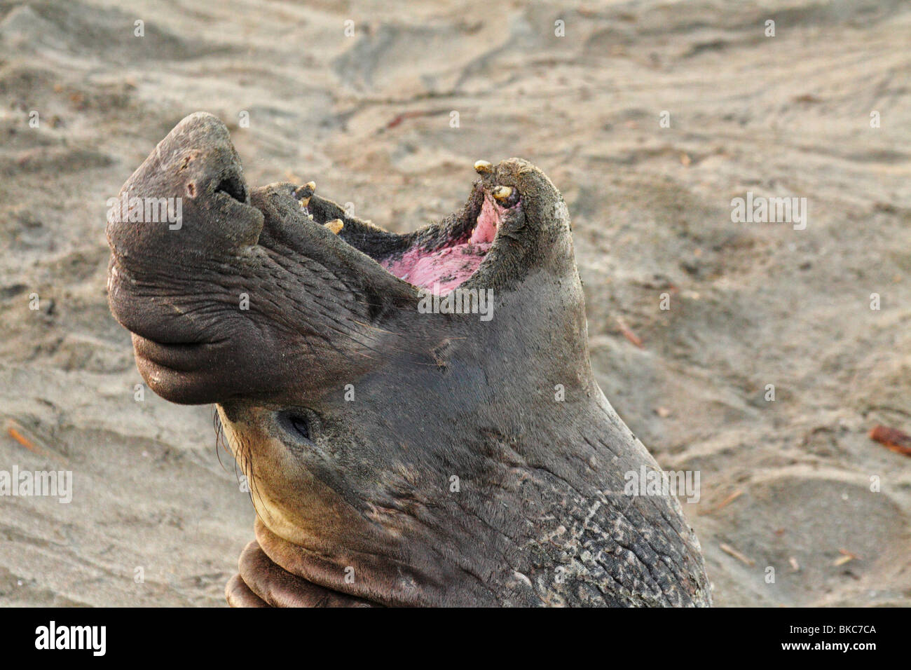 Northern guarnizione di elefante bull muggito sulla spiaggia-PIEDRAS BLANCAS, California, Stati Uniti d'America. Foto Stock