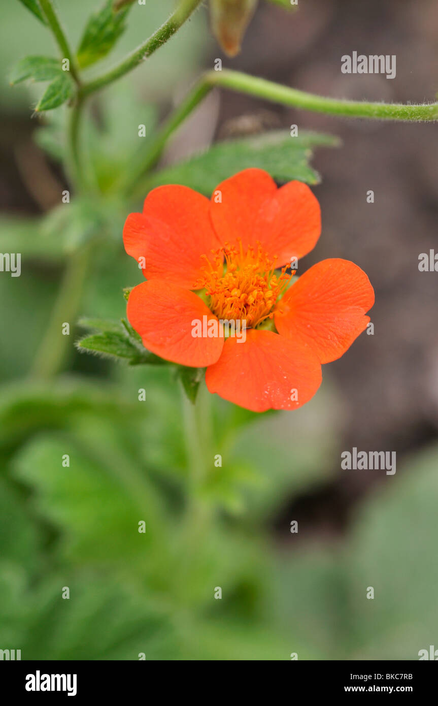 Rosso (avens geum coccineum borisii "') Foto Stock