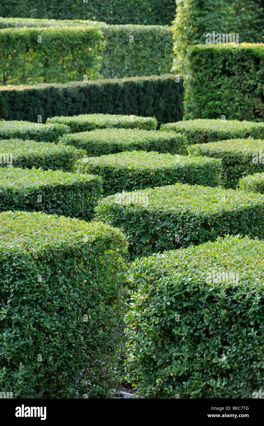 Comune di ligustro (Ligustrum vulgare " atrovirens') Foto Stock