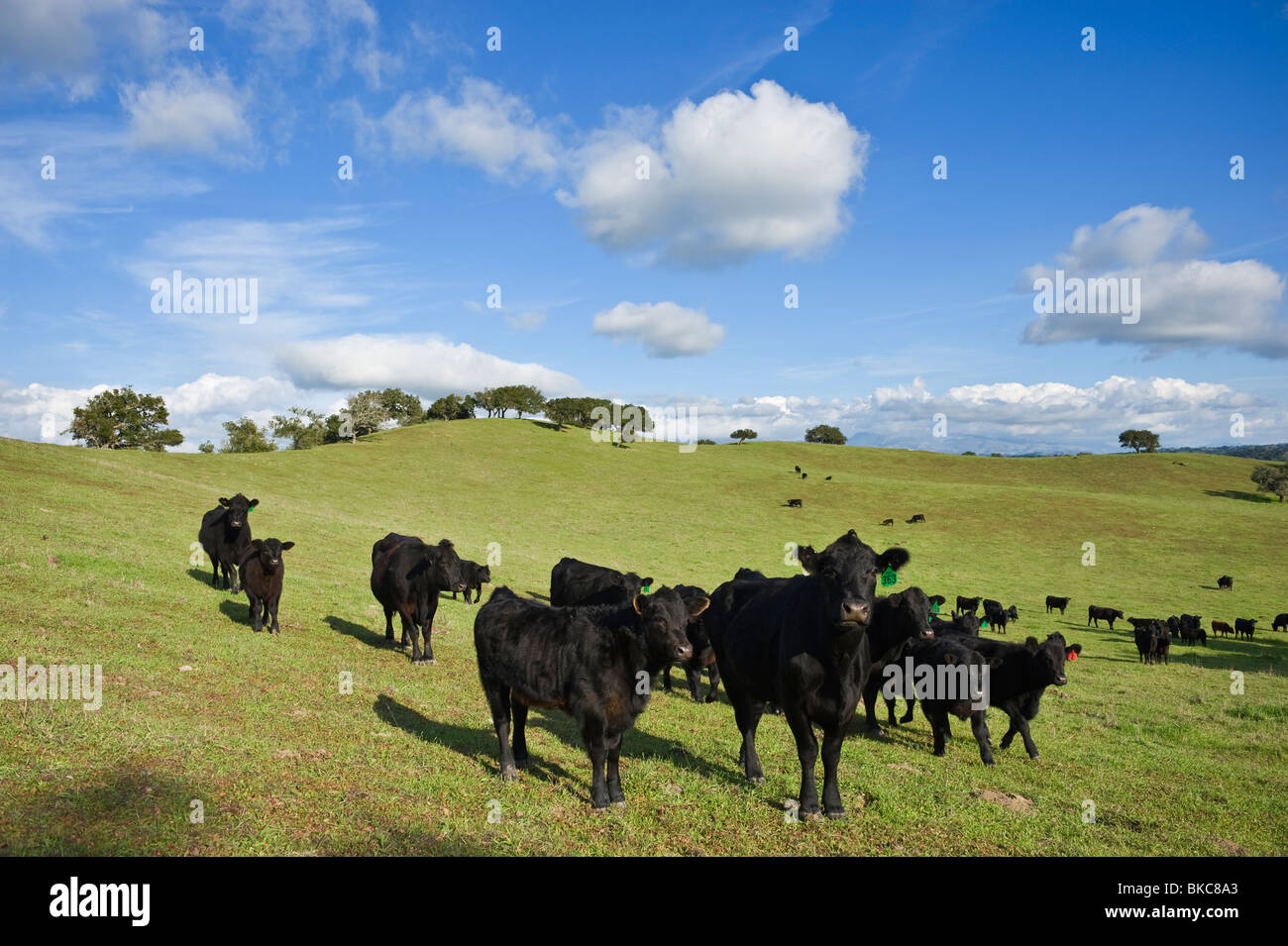 Allevamento di Black Angus vacche e vitelli in verde pascolo, Santa Barbara country, California Foto Stock