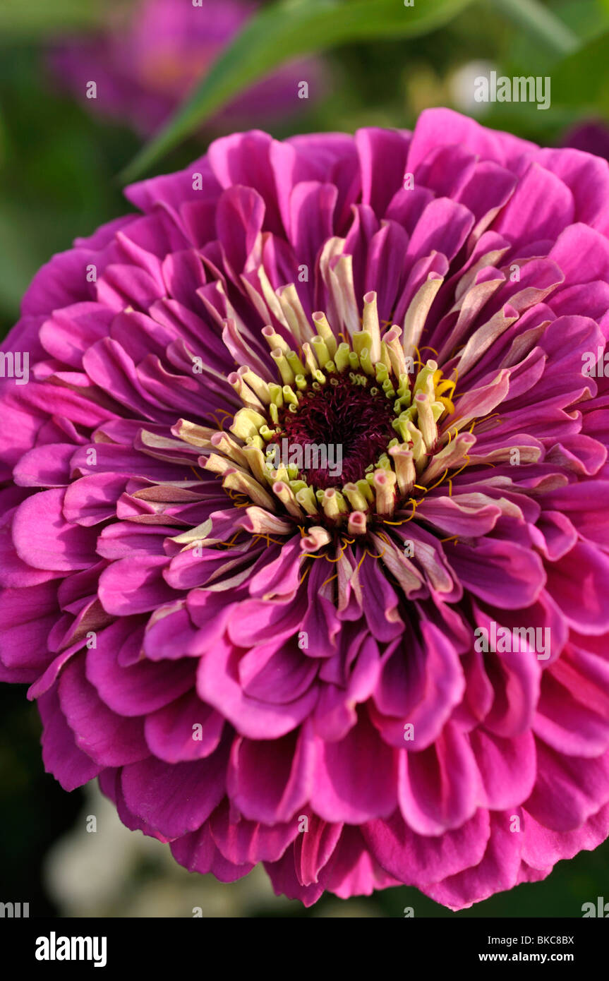 Comune (zinnia zinnia violacea syn. zinnia elegans) Foto Stock