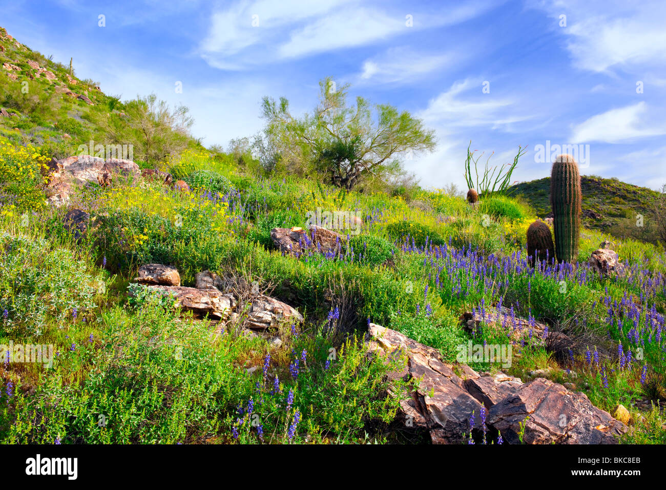 Primavera fiorisce nel Deserto di Sonora dell'Arizona Vasca bianca montagna parco regionale. Foto Stock