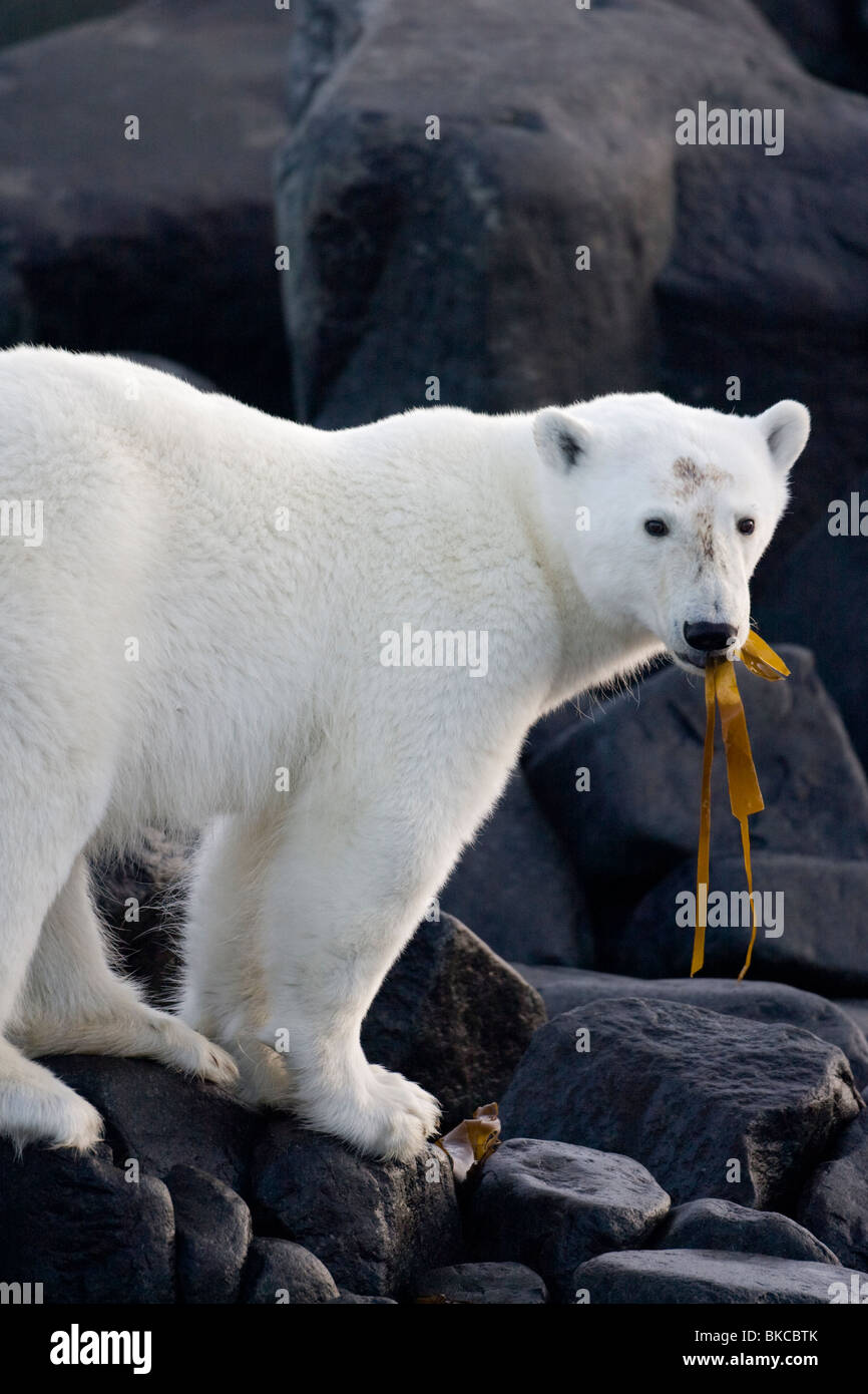 Norvegia Isole Svalbard, Langøya Island, giovane orso polare (Ursus maritimus) masticare su kelp lavato fino a terra sulla serata estiva Foto Stock
