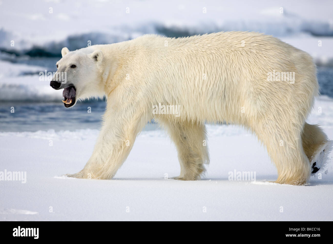 Polar bear roar immagini e fotografie stock ad alta risoluzione - Alamy