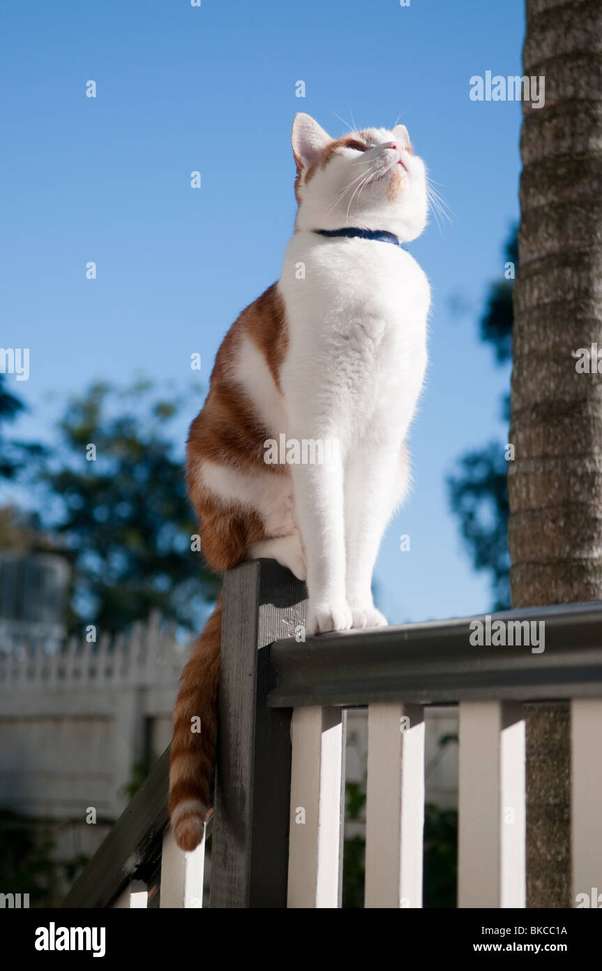 Il Pet cat bilanciamento sulla veranda della ringhiera Foto Stock