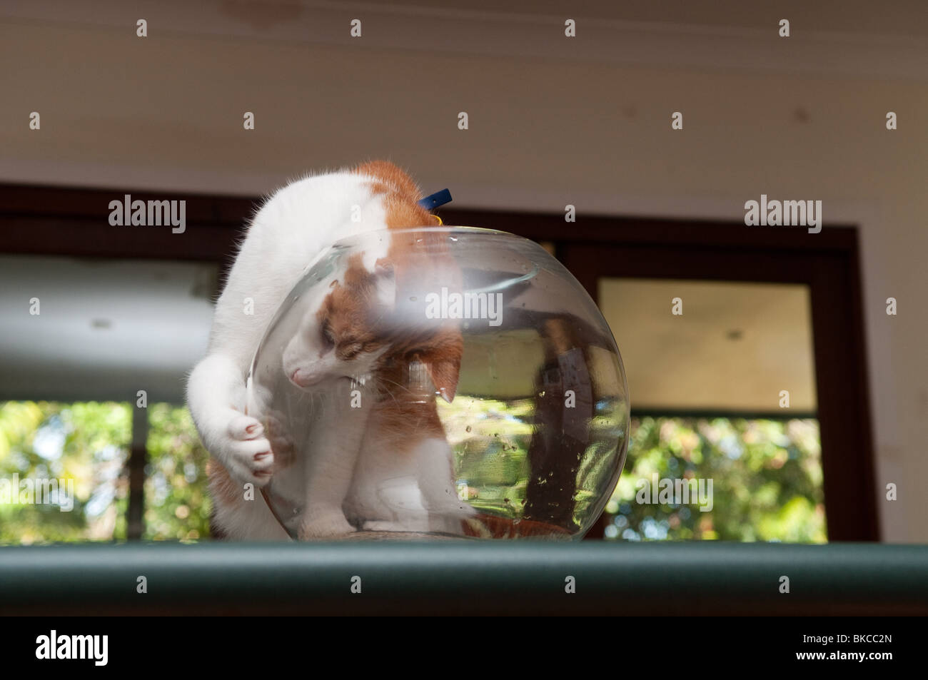 Il Pet cat giocando con il vuoto d'oro Coppa di pesce Foto Stock