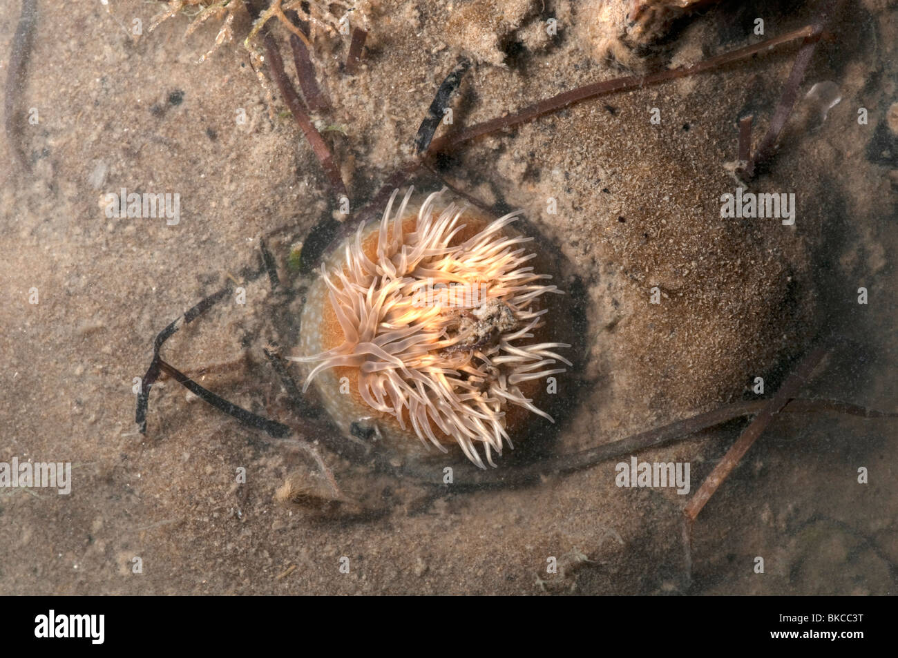 Anemone marittimo ed elegante (Anemone Sagartia elegans) sulla sabbia. Foto Stock