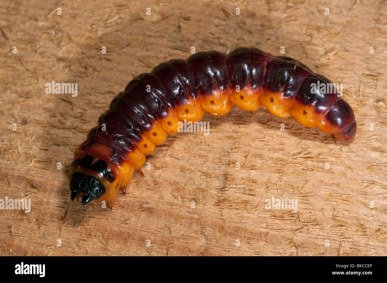 Falena di capra (Cossus cossus), Caterpillar su legno. Foto Stock