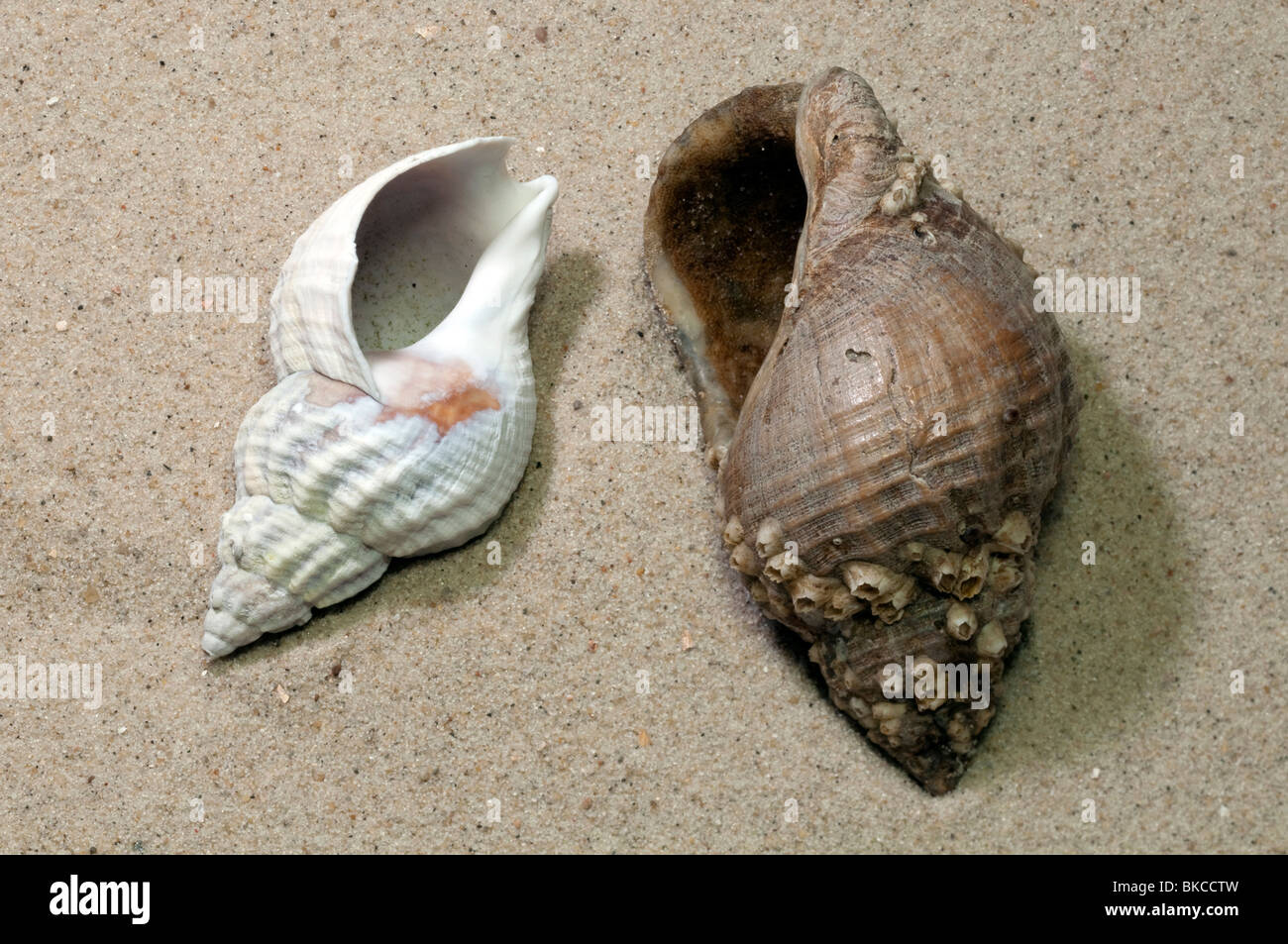 Buccino (Buccinum undatum), pulito e shell non ripuliti sulla sabbia. Foto Stock