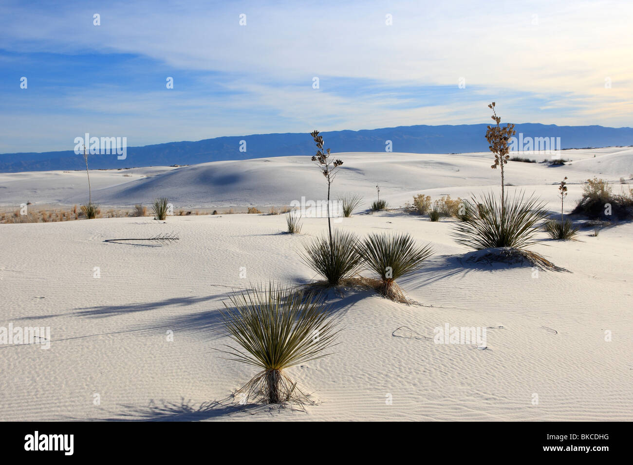 Soaptree Yucca (Yucca elata) . White Sands National Monument, Nuovo Messico. Foto Stock