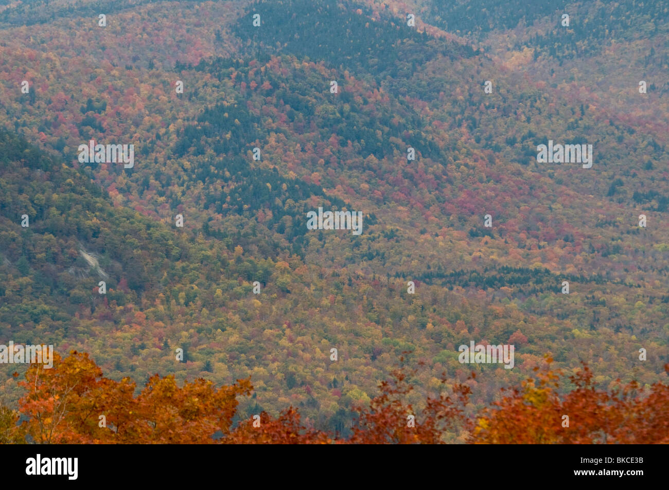 Caduta delle Foglie, Autunno Autunno,colori,Color,colori,Bear tacca Road,Bartlett, White Mountain National Forest, New Hampshire, STATI UNITI D'AMERICA Foto Stock