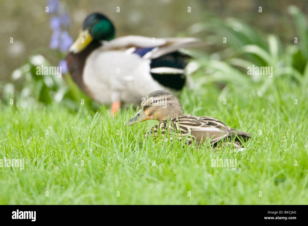 Maschio e femmina Mallard Duck Anas platyrhynchos, passeggiate sull'erba Foto Stock