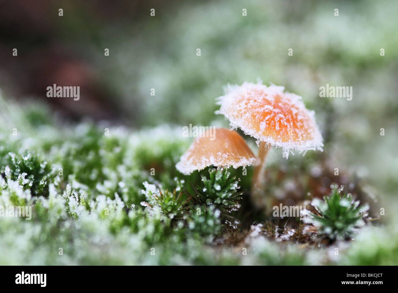 Funghi nel gelo circondato da MOSS. Foto Stock